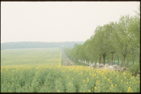 Övedsklosters allé