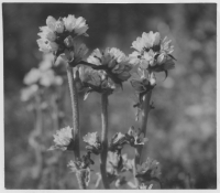 Blåklockor 1 km nordväst om kyrkan