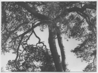 Skärfälten, tallar