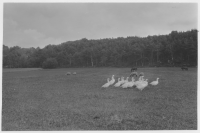 Slöinge socken, ängar