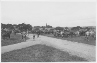 Falköping, hästmarknad