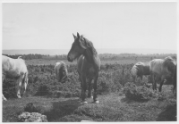 Lovene by, hästuppfödning