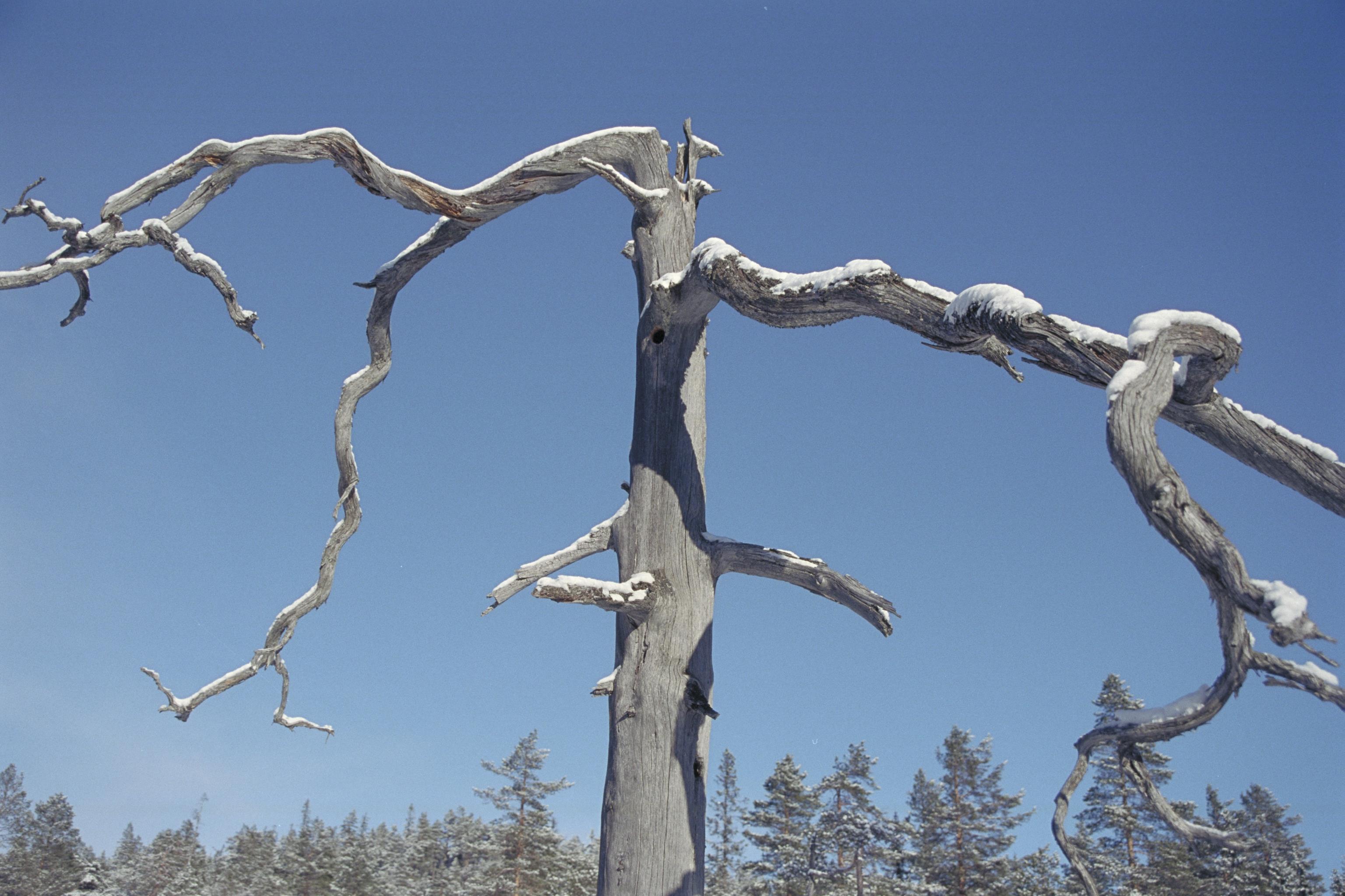 Bengt A Lundberg, Skuleskogens Nationalpark