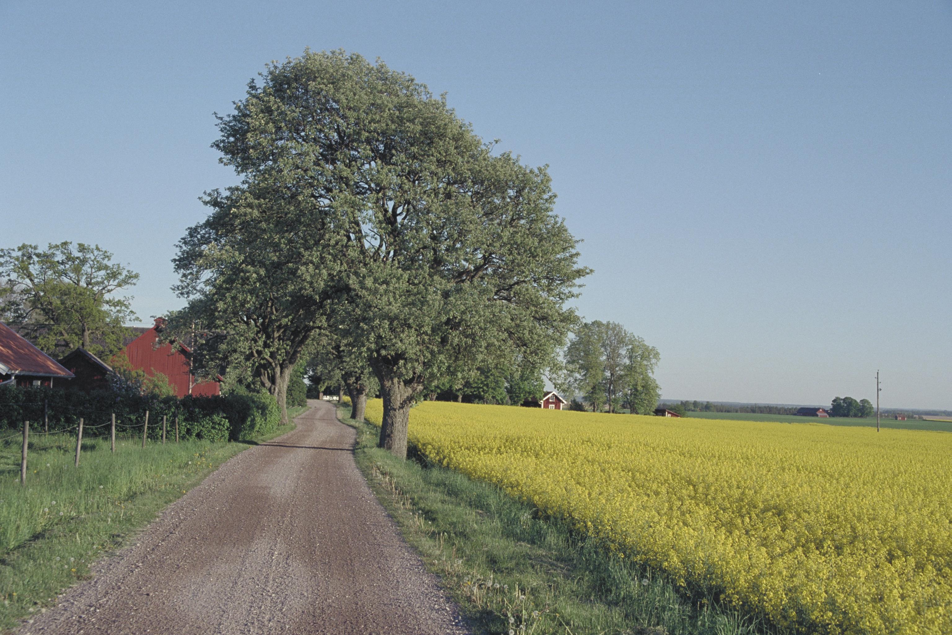 Bengt A Lundberg, Rogslösa