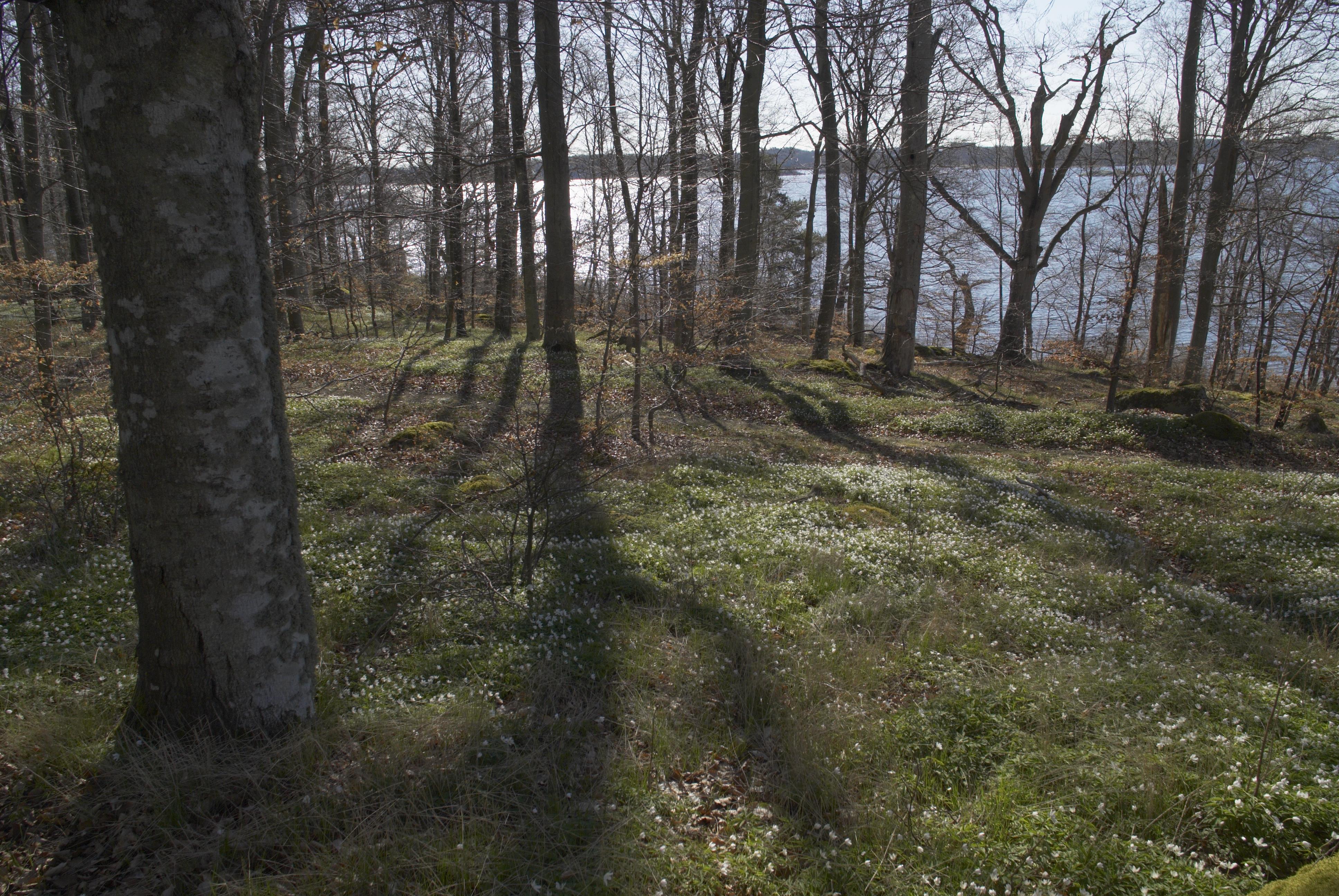 Bengt A Lundberg, Skärva