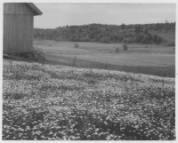 Gesätersdalen med skönt blomstrande trädor