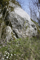 Image of Sö 39