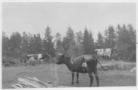 Stenbrohults socken, betesmarker