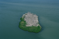 Vargrundet i Bråviken