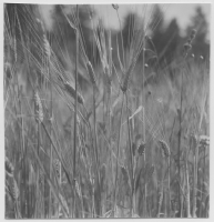 Strand, åkerväxter lin, havre, korn