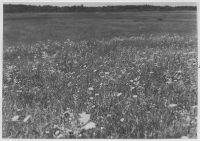 Lillabysjön, strandäng