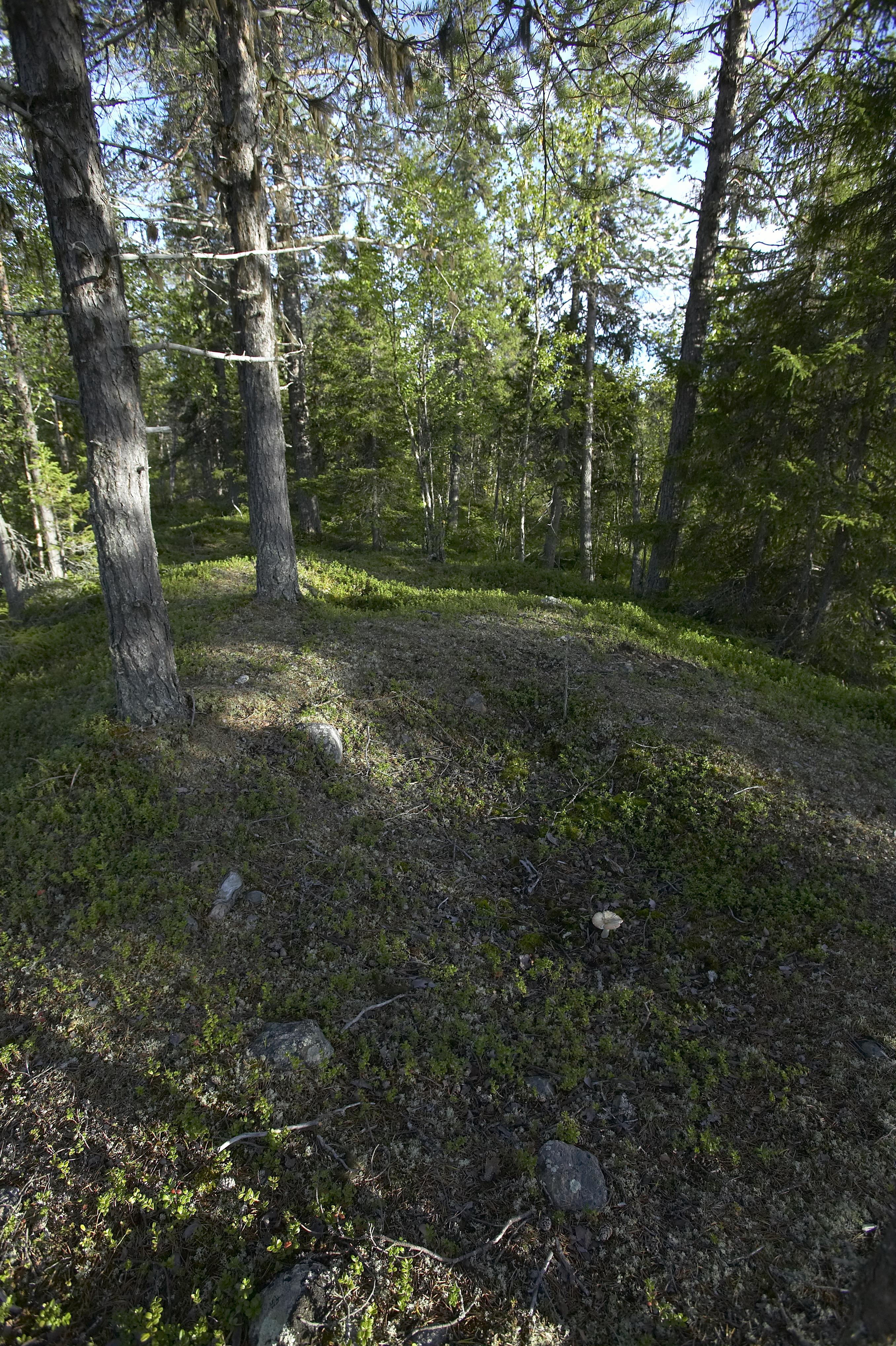 Bengt A Lundberg, Kaltisbäcken
