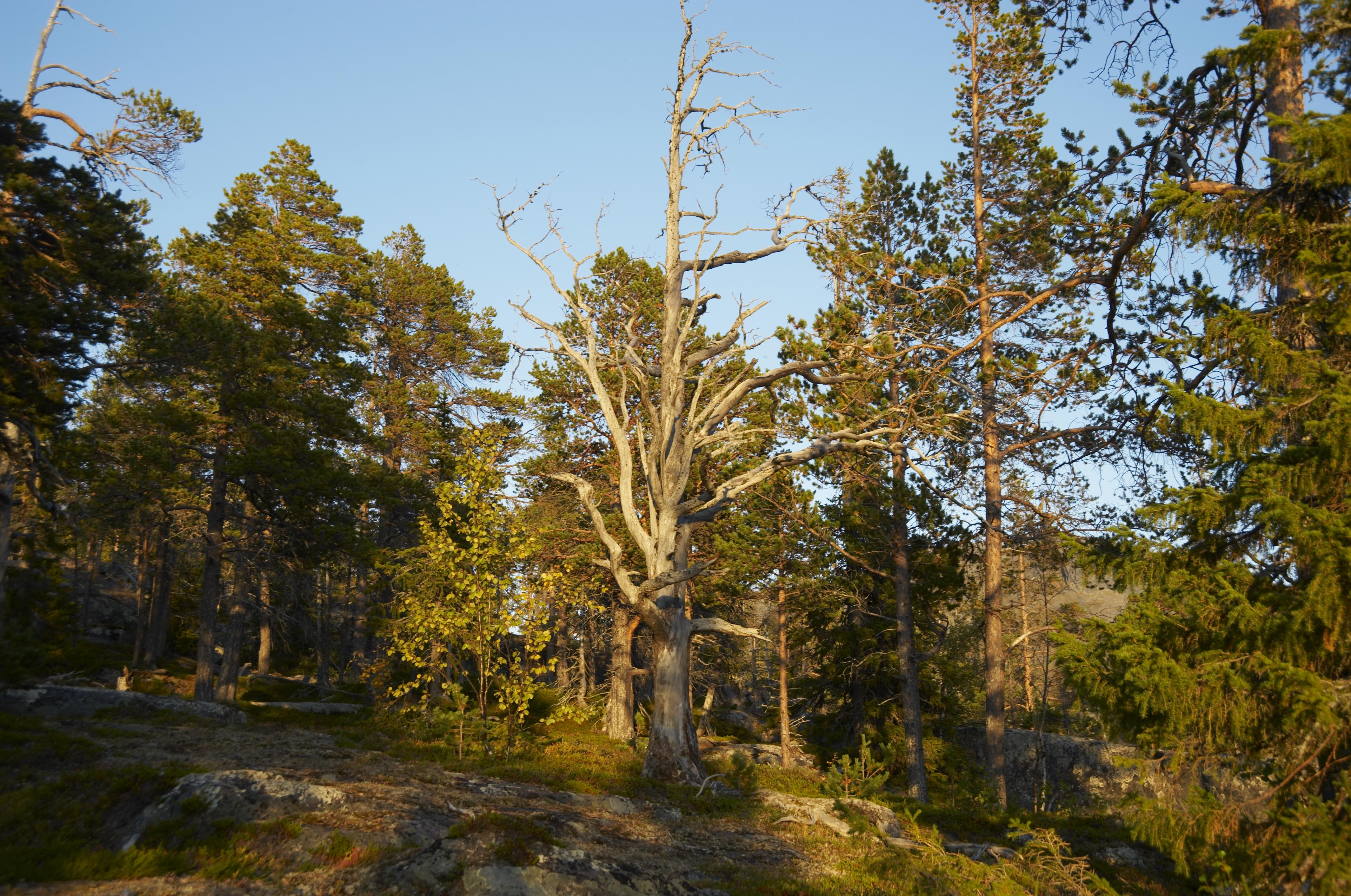 Bengt A Lundberg, Vietas