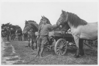 Falköping, hästmarknad