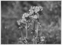 Blåklockor 1 km nordväst om kyrkan