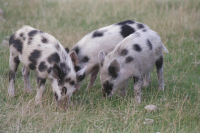 Image of Öl ACTARC37;211