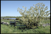 Öländsk natur