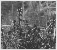 Gårdskär, fiskehamnen med vegetation