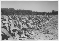 Gualövs socken, tobaksodling