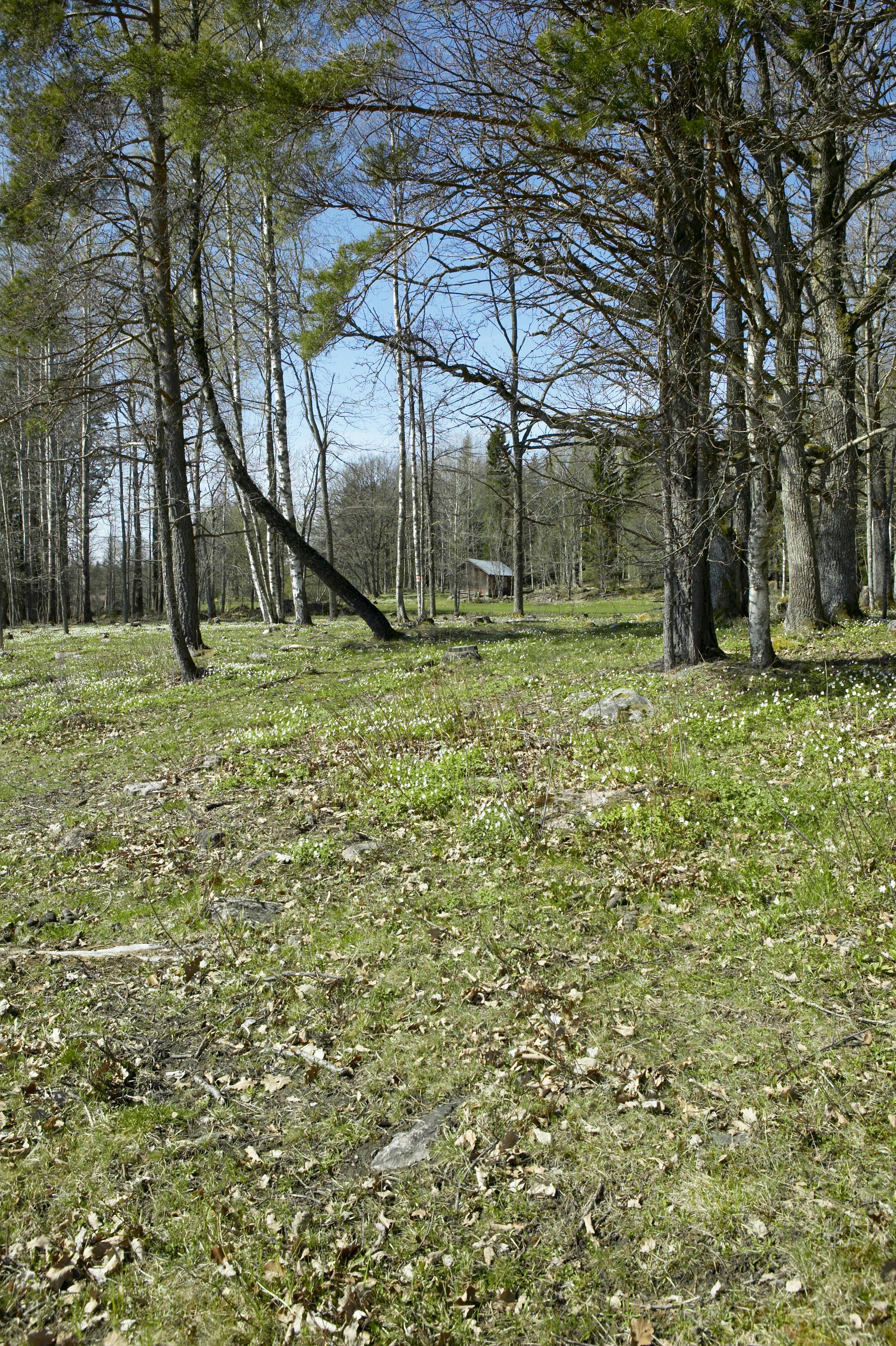 Bengt A Lundberg, Bredforsen