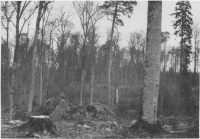 Baggeboda, skogsmark