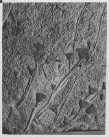 Koraller och sjöliljor