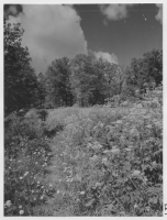 Sommarblommor på ängslyckan