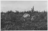 Stenbrohults socken, skogar