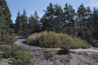 Litsleby Forskningshällen