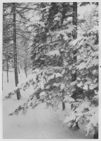 Dannemora socken, skog