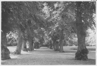 Skoklosters slott, en av de gamla lindalléerna
