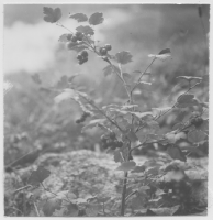 Idön, olika växter