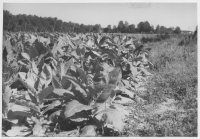 Gualövs socken, tobaksodling