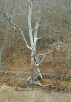 Image of Ög HedvallMenander473