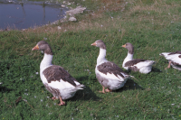 Image of Öl ACTARC37;211