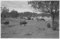 Snavlunda socken, betesmark