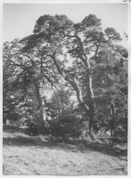 Skärfälten, tallar