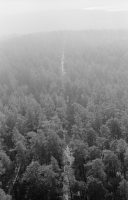 Rösaring processionsväg