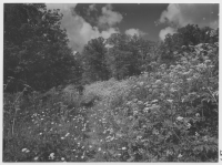 Sommarblommor på ängslyckan