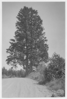 Vägen Växjö-Gårdsby, väldig gran