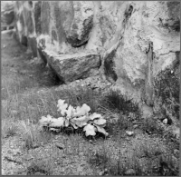 Åker, Ärja kyrkoruin