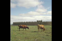 Image of Öl ACTARC37;211