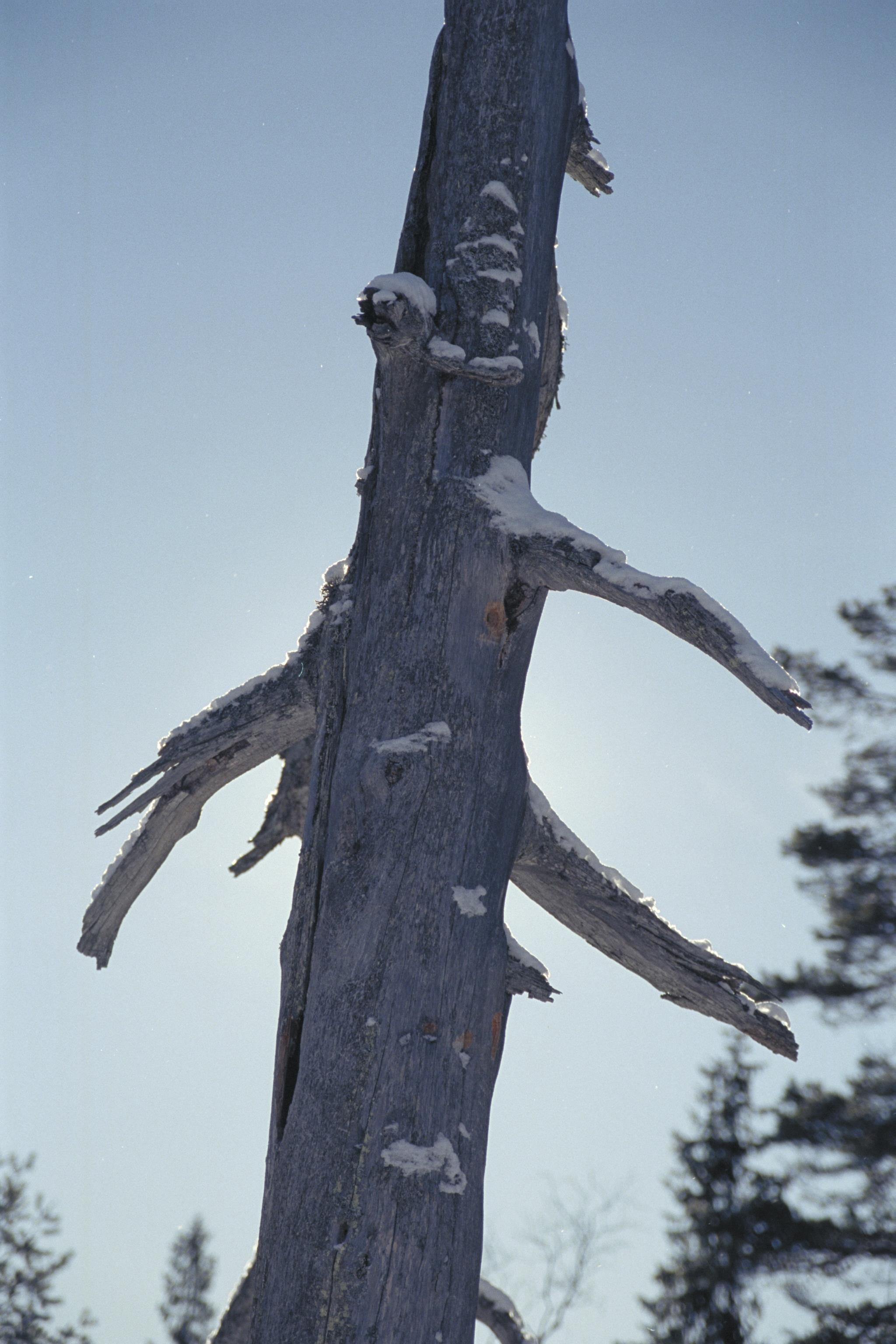 Bengt A Lundberg, Skuleskogens Nationalpark