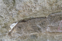 Image of Sö Sb1965;19