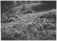 Uddebo, liljekonvalj