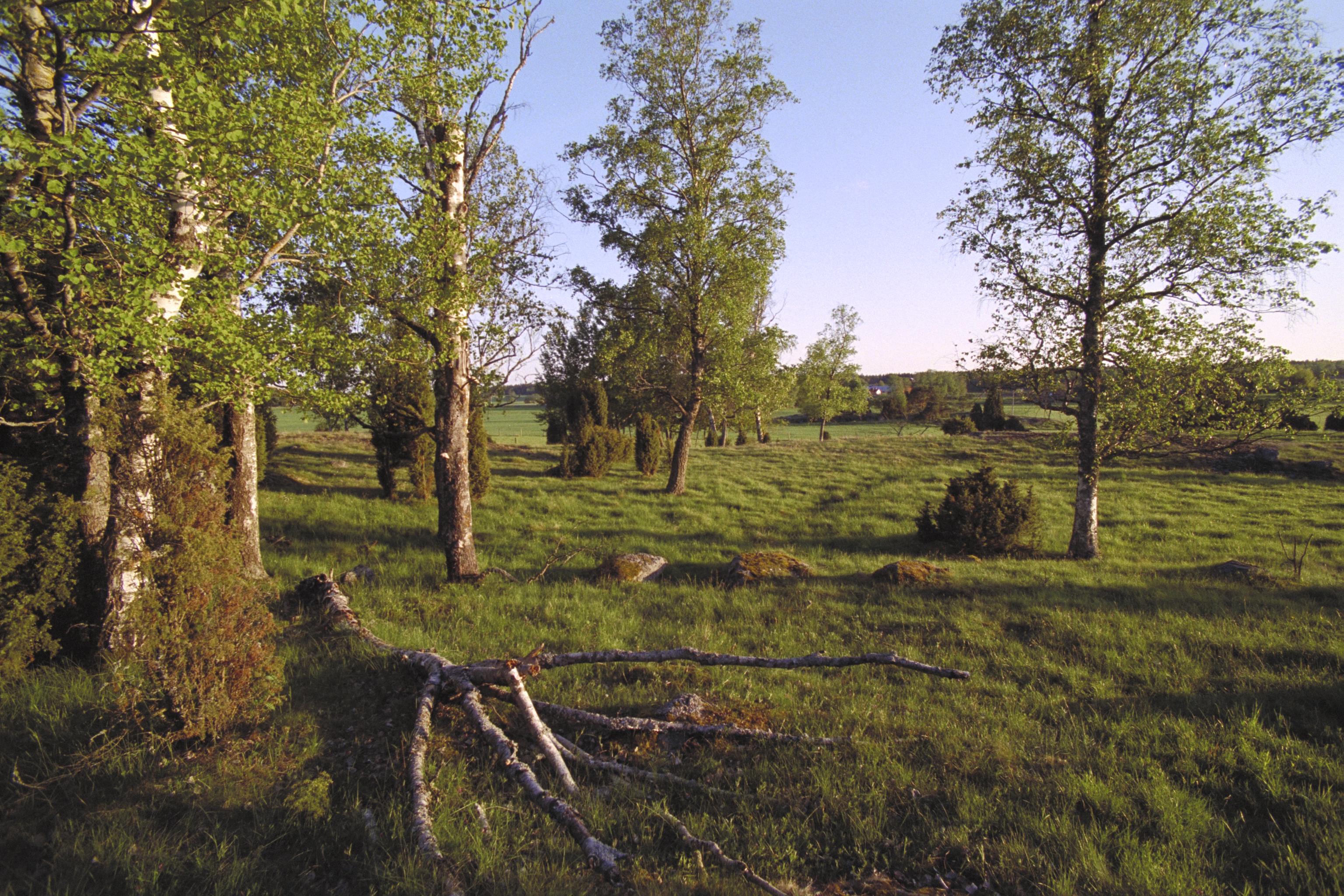 Bengt A Lundberg, Hemsta hagar