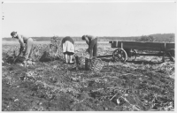 Lekaryds socken, potatisskörd