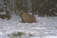 Image of U NOR1997;27A