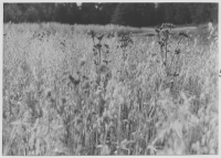 Strand, åkerväxter lin, havre, korn