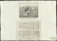 [Kiviksgraven].[Bild]